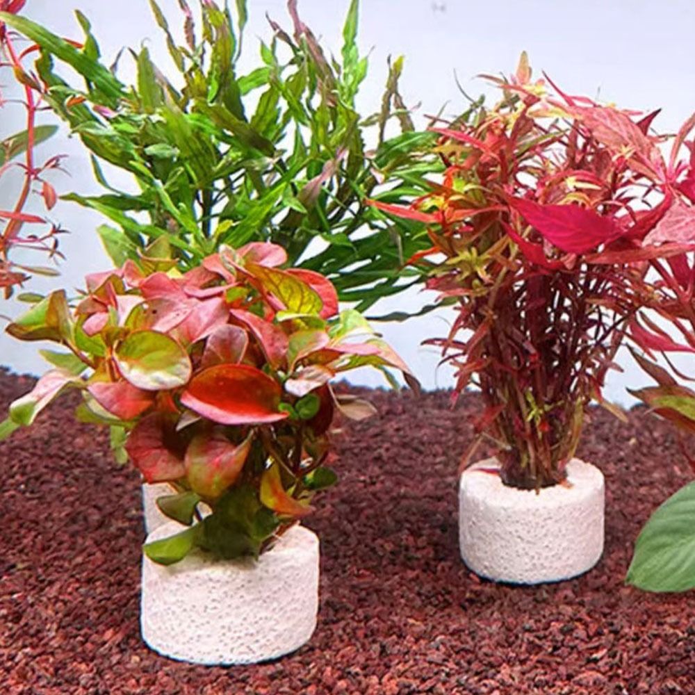 Planted Aquarium Pictures - 10 Anillos con Peso para Fijación