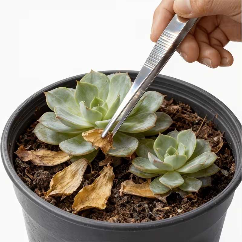 Planted Aquarium Tips - Juego de pinzas de acero inoxidable