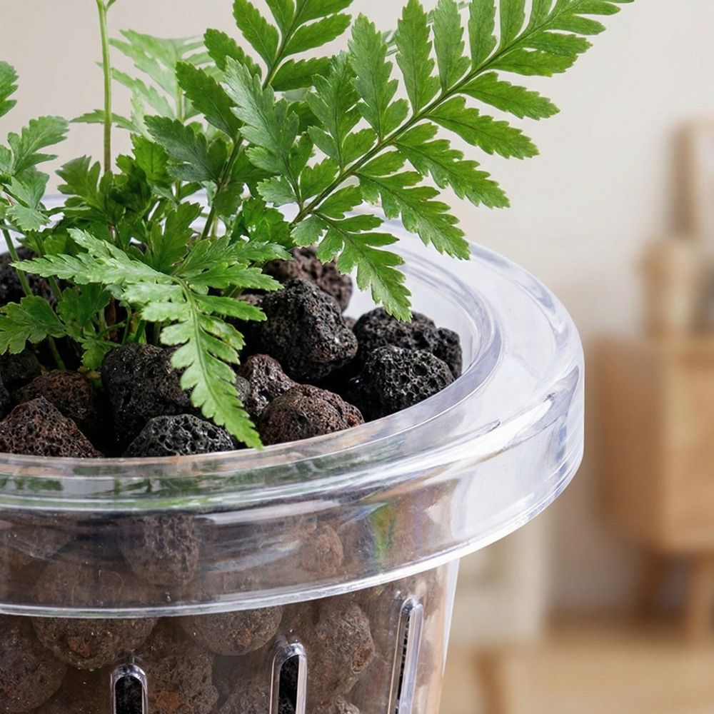 Aquarium Planted Wall - Cesta Transparente para Plantas de Acuario,