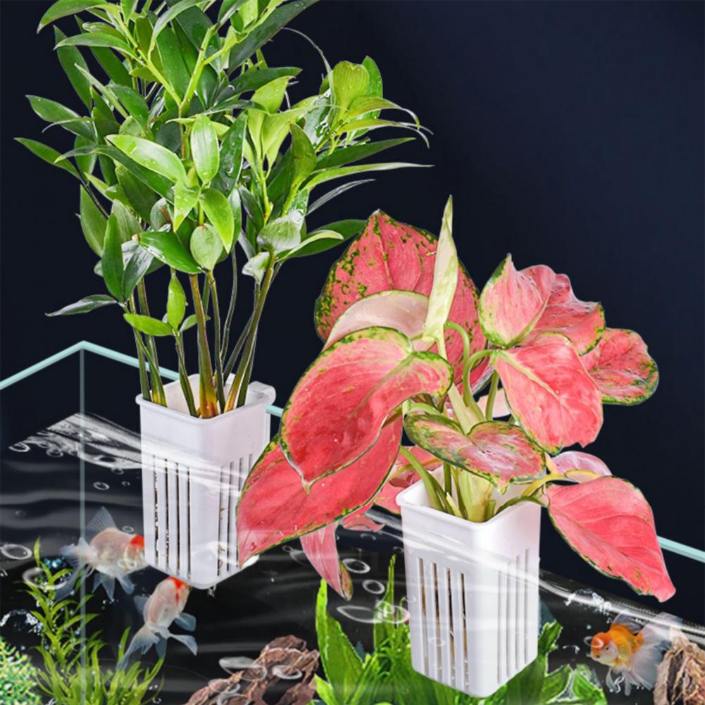 Maceta para Plantas Acuáticas, - Aquarium Planted Wall reseña y precio