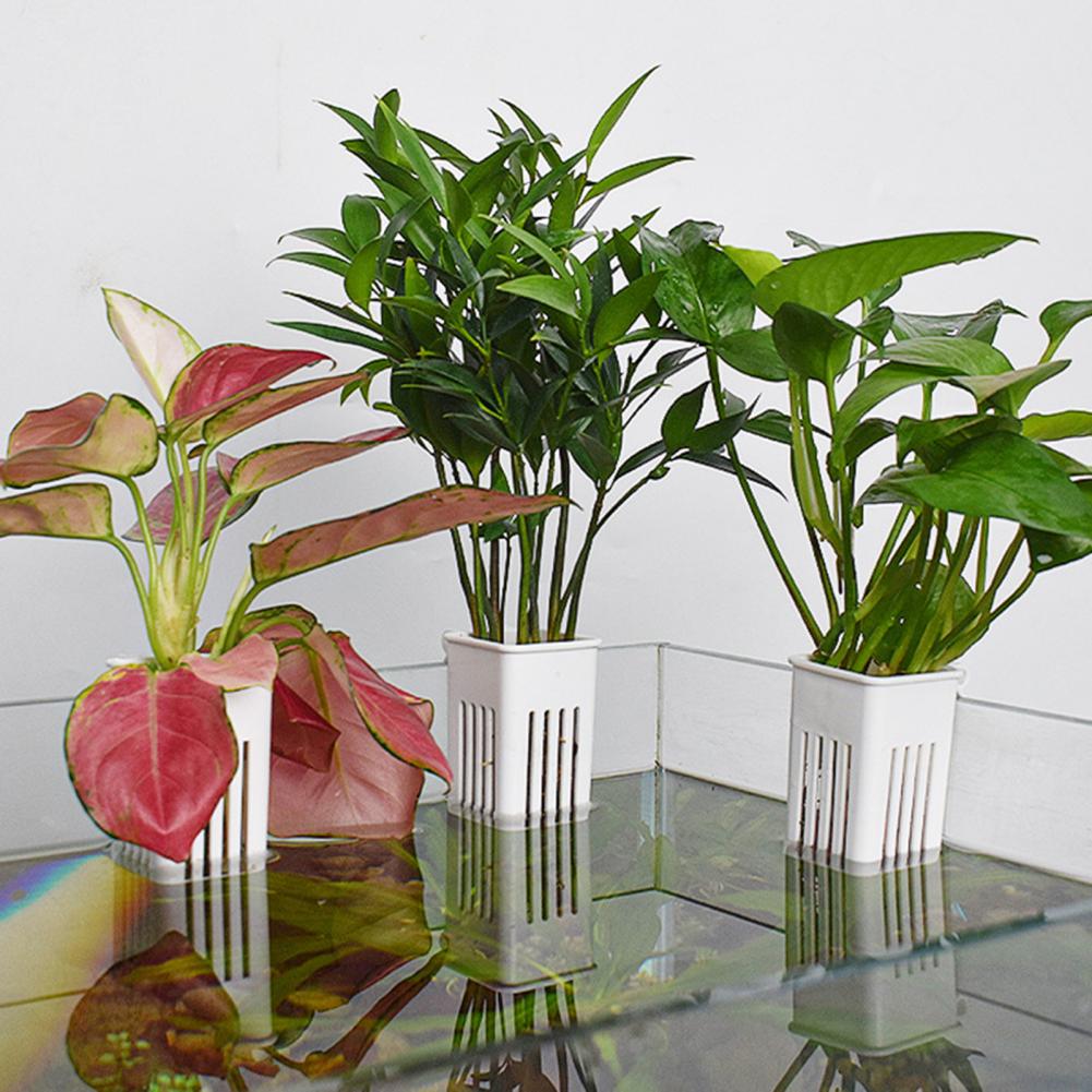 Maceta para Plantas Acuáticas, - Aquarium Planted Wall reseña y precio