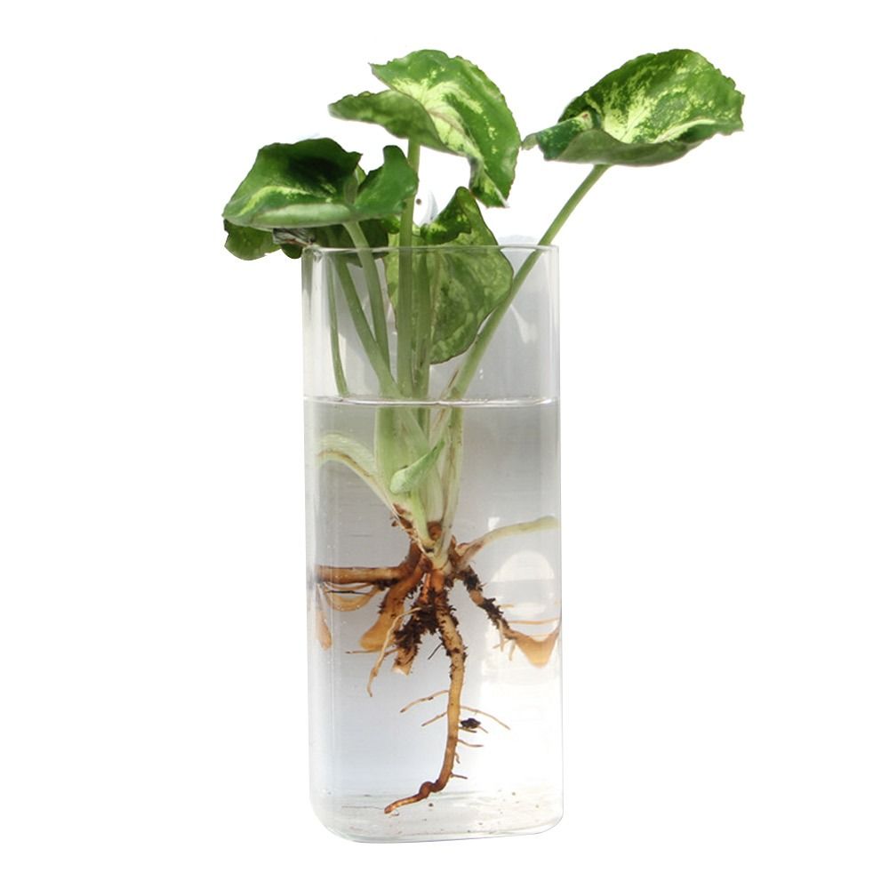Florero colgante de pared con  - Aquarium Planted Wall reseña y precio