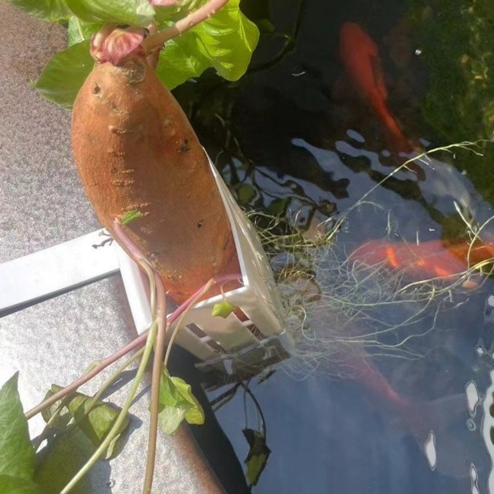 Maceta Colgante de Plástico pa - Aquarium Planted Wall reseña y precio