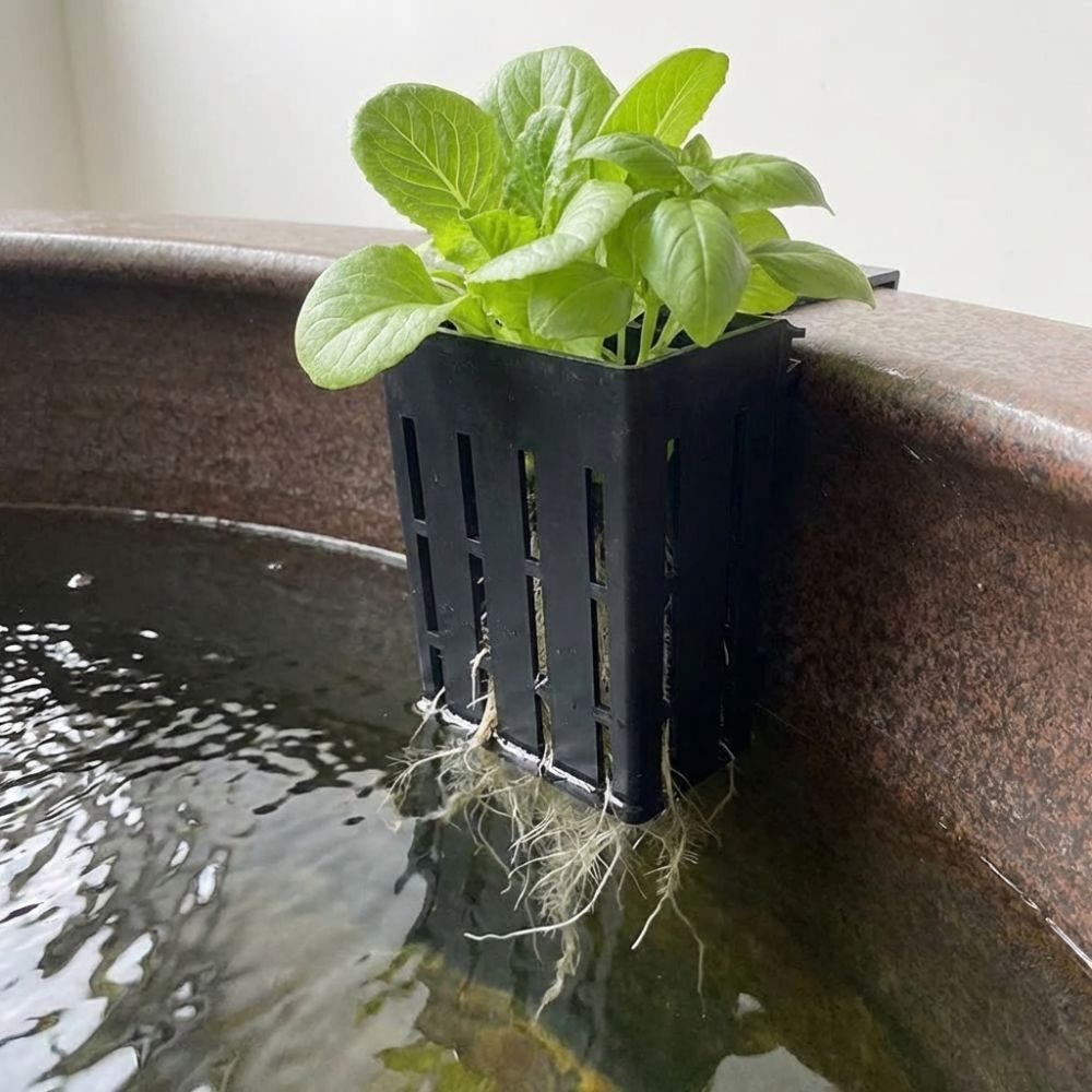 Maceta Colgante de Plástico pa - Aquarium Planted Wall reseña y precio