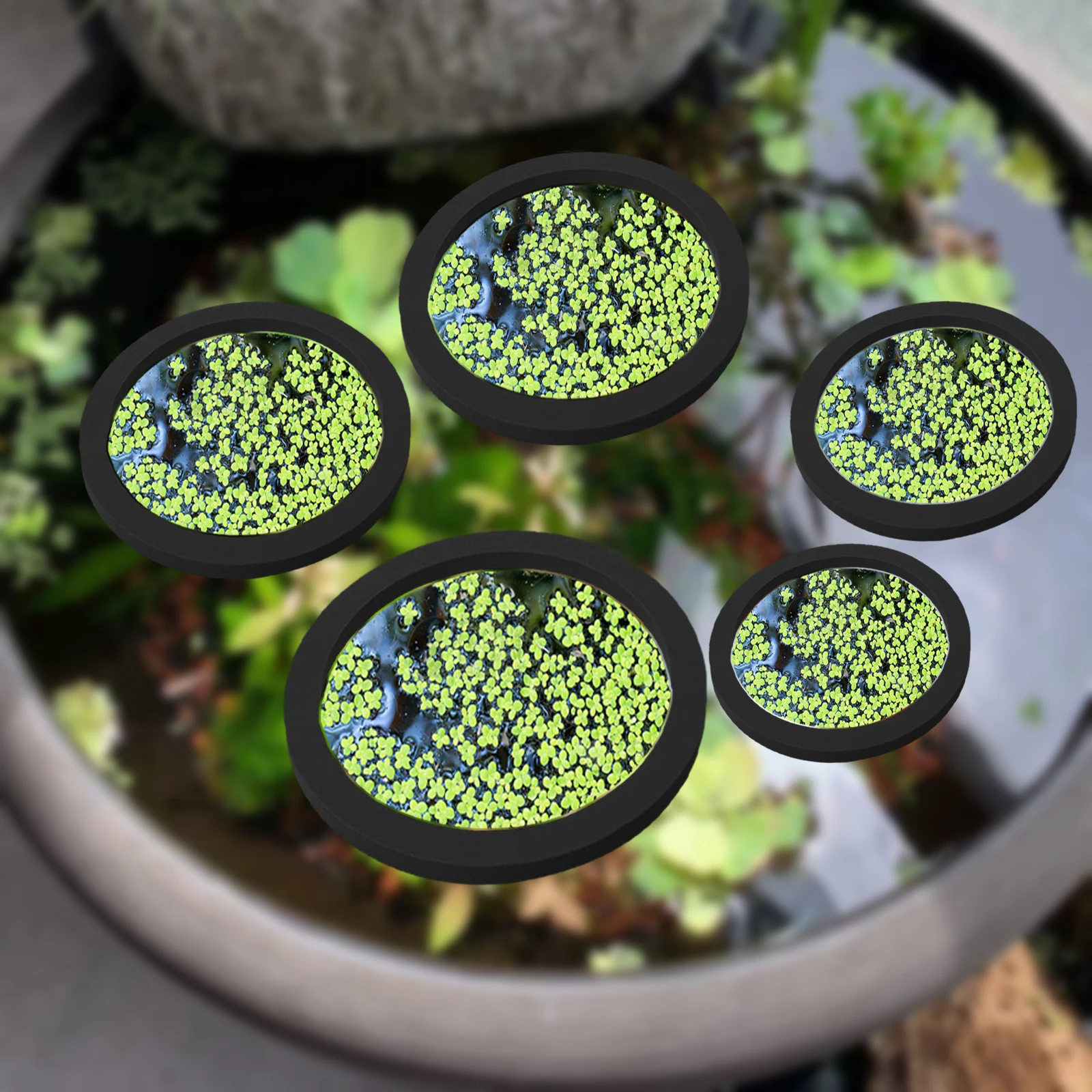 5 uds EVA anillo de alimentaci - Aquarium For Planted Tank reseña y precio
