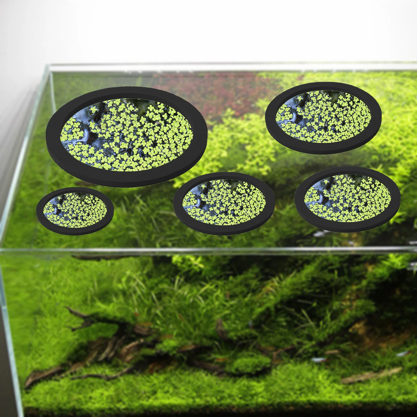 5 uds EVA anillo de alimentaci - Aquarium For Planted Tank reseña y precio