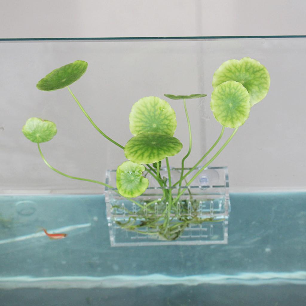 Soporte para Plantas Acuáticas - Aquarium Planted Wall reseña y precio