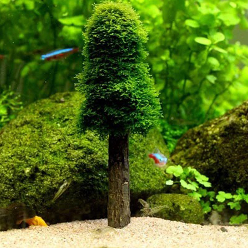 Tanque de acuario, decoración  - Planted Aquarium Moss reseña y precio