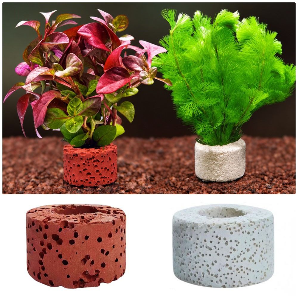10 Anillos con Peso para Fijac - Planted Aquarium Pictures reseña y precio